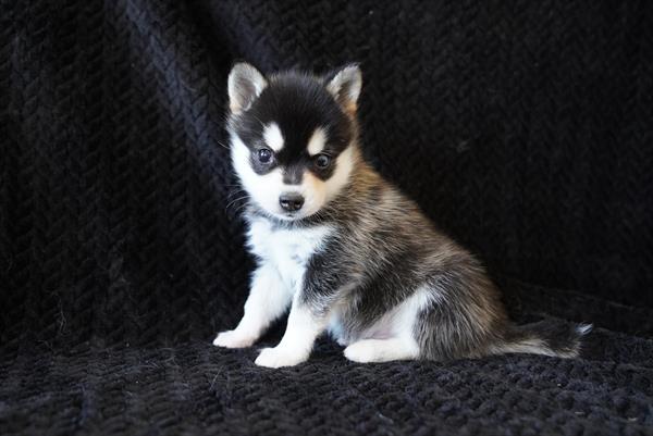 Gunnar - Alaskan Klee Kai