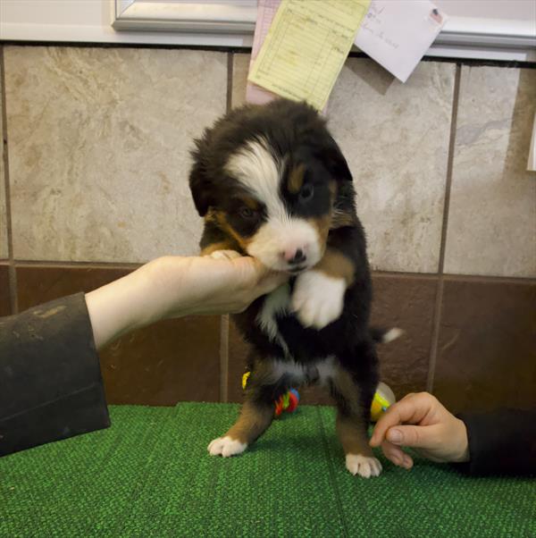 Carla - Bernese Mountain Dog