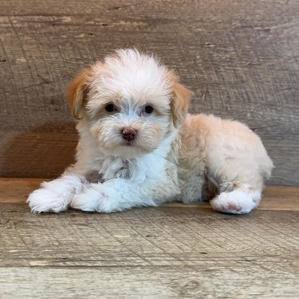 Arabella - Schnoodle