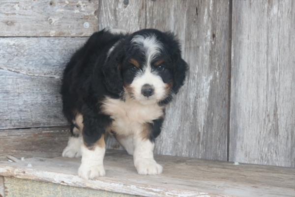 Mercer - Bernedoodle Mini