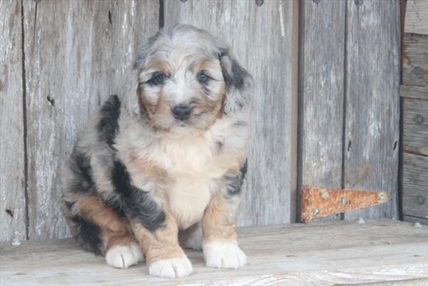 Italia - Bernedoodle Mini