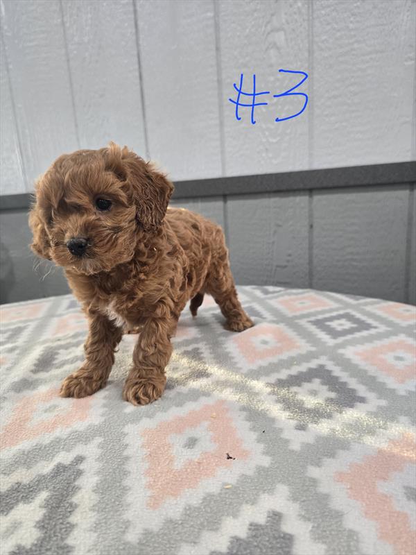 Lovey - Cavapoo
