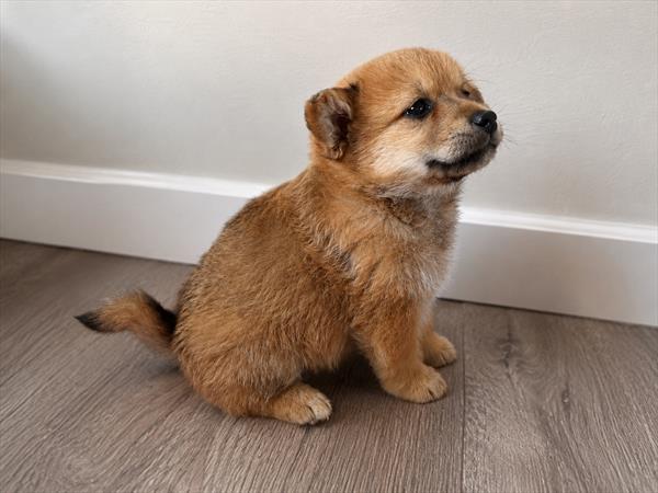 Rudolph - Shiba Inu