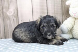 Petland Largo Florida Miniature Schnauzer puppy available