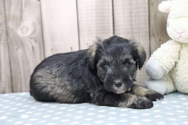 Fritz - Miniature Schnauzer