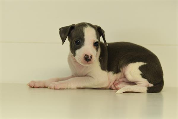 Hobbes - Italian Greyhound