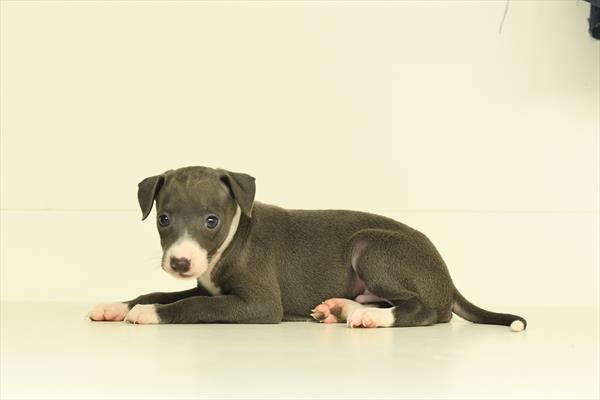 Horace - Italian Greyhound
