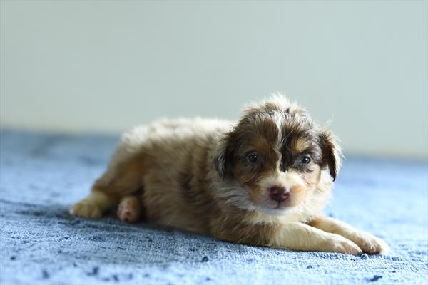 Isolde - Australian Shepherd