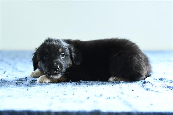 Icy - Australian Shepherd