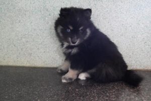 Petland Largo Florida Pomsky puppy available