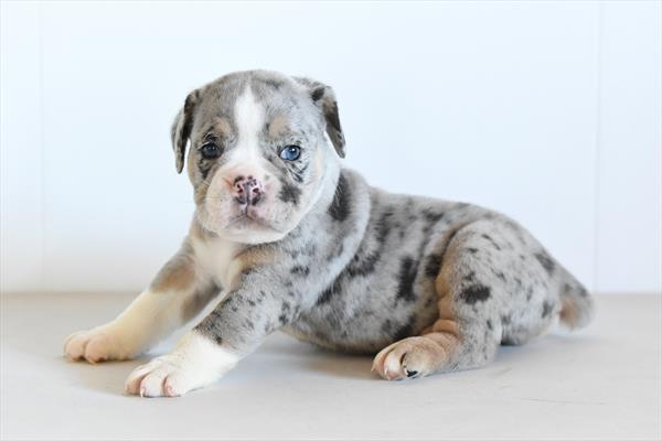 Forrest - Beabull 2nd Gen