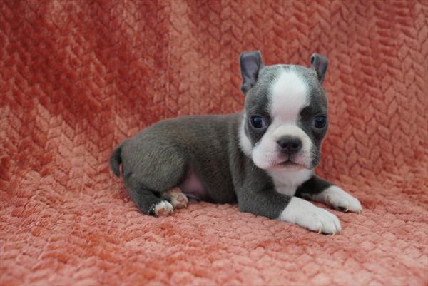 Knuckles - Boston Terrier