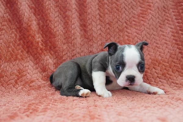 Dolce - Boston Terrier