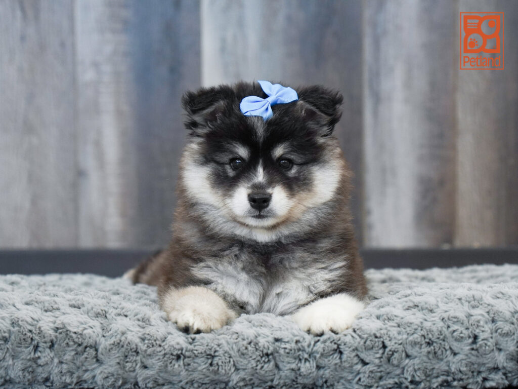 Greta - American Eskimo Dog/Alaskan Klee Kai