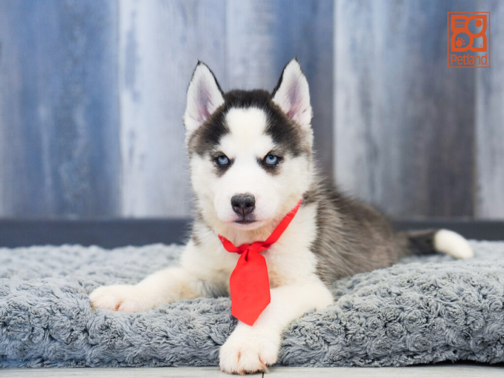 Silver - Siberian Husky