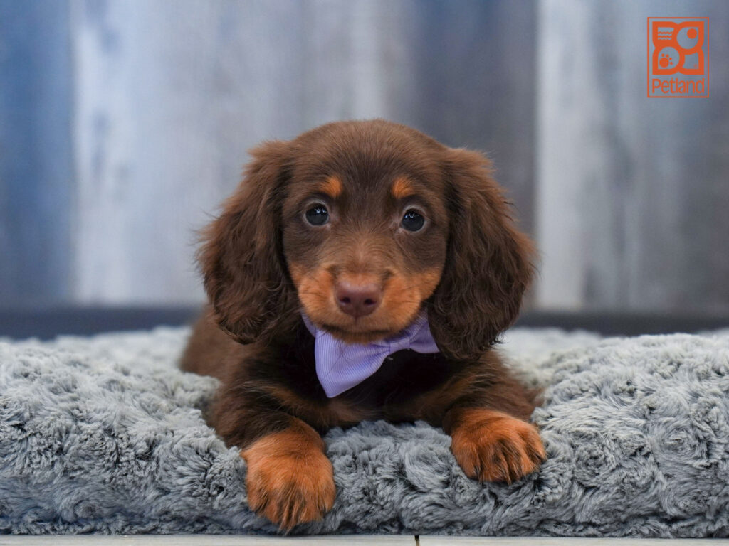 Deacon - Dachshund