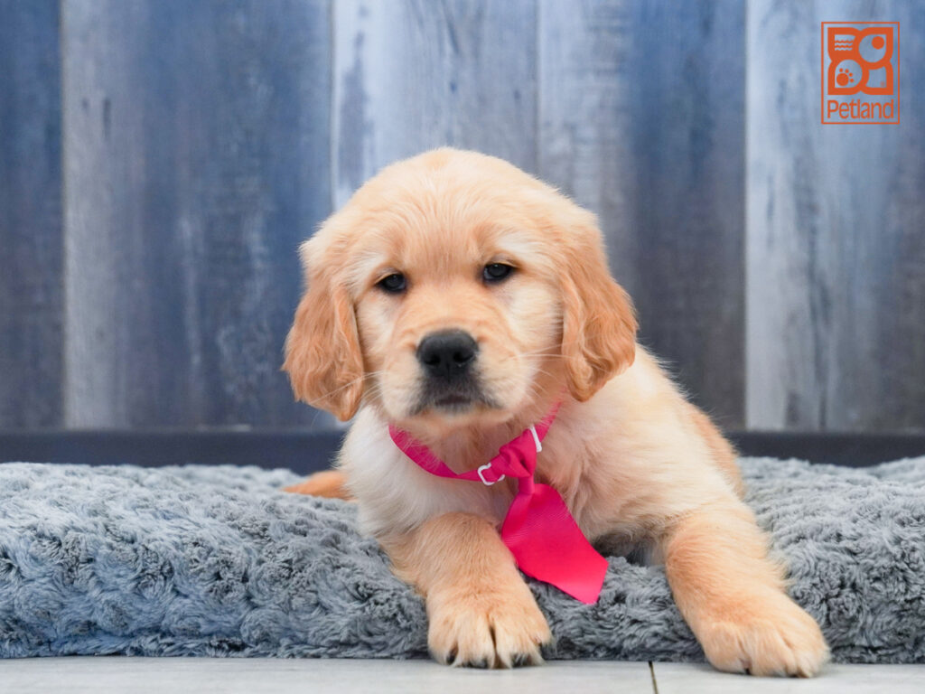 Rip - Golden Retriever