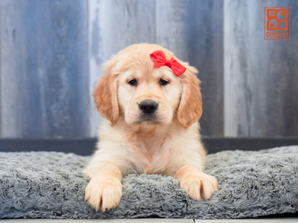 Noemi - Golden Retriever