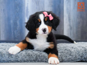 Petland Largo Florida Bernese Mountain Dog puppy available