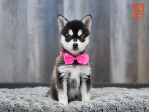 Petland Largo Florida Alaskan Klee Kai puppy available