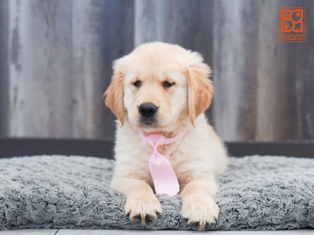 Lynx - Golden Retriever