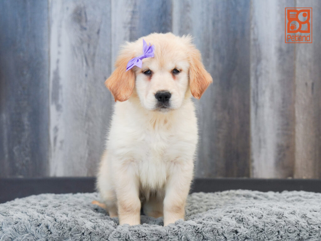 Isla - Golden Retriever