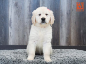 Petland Largo Florida Golden Retriever puppy available
