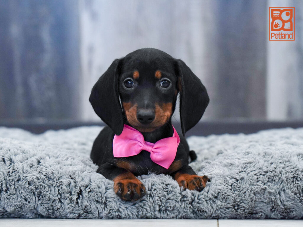 Tyson - Dachshund