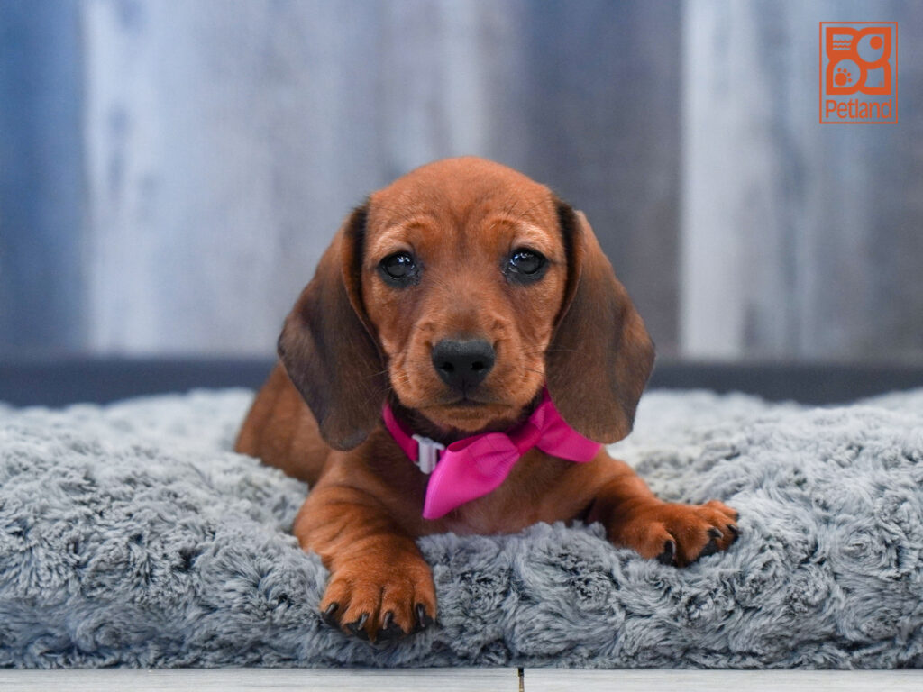 Sabertooth - Dachshund