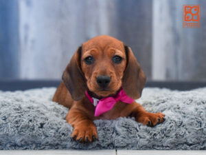 Petland Largo Florida Dachshund puppy available