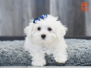 Maltese