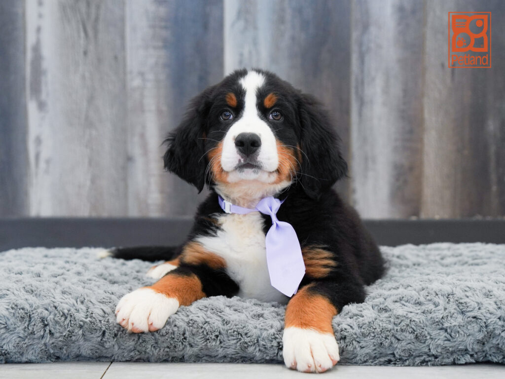 Paladin - Bernese Mountain Dog