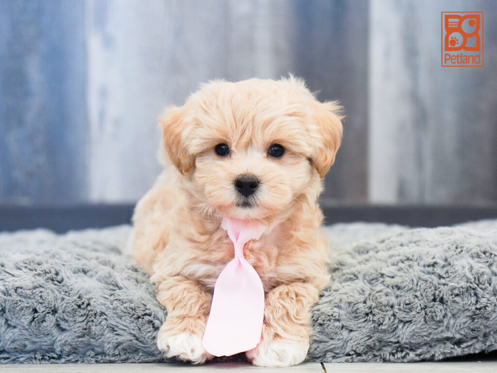 Cerberus - Maltipoo