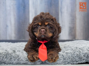 Petland Largo Florida Cocker Spaniel puppy available