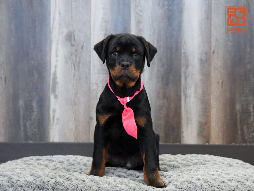 Indiana - Rottweiler