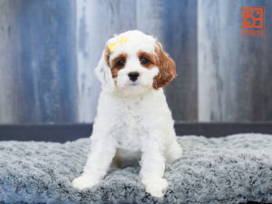 Petland Largo Florida Cavapoo puppy available