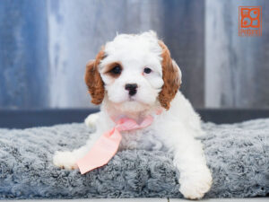 Petland Largo Florida Cavapoo puppy available