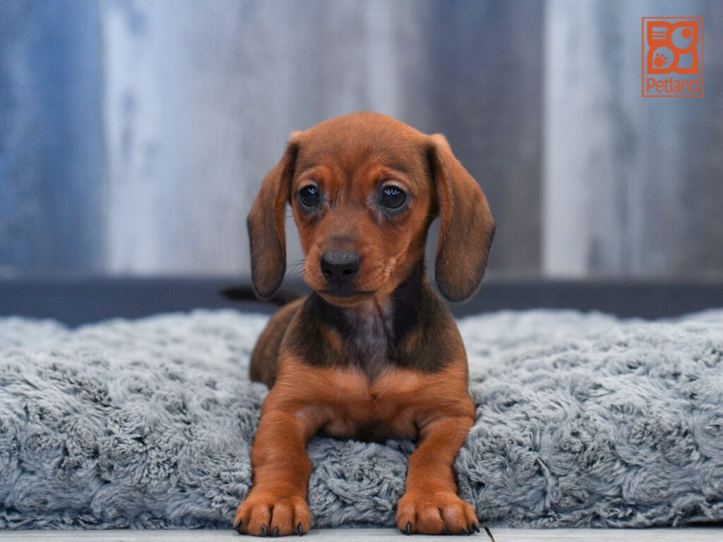 Alaska - Dachshund