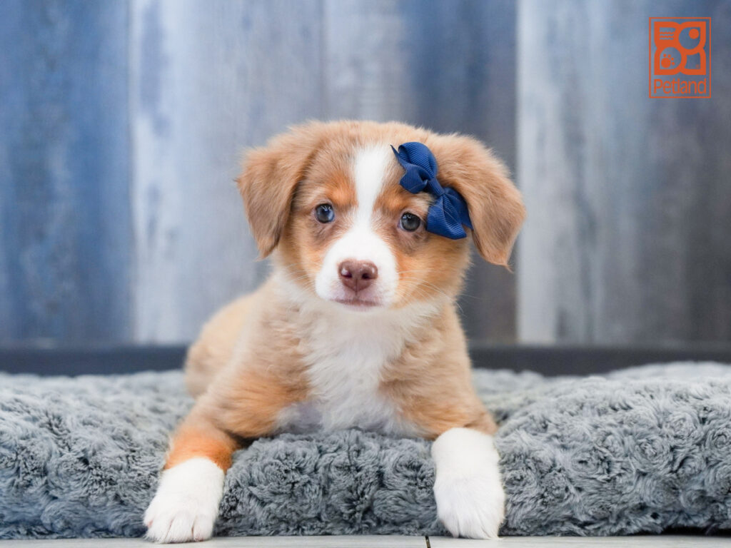 Veronica - Miniature Australian Shepherd