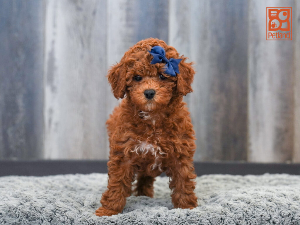 Lexi - Poodle