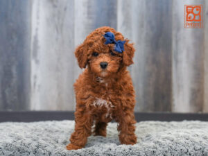 Petland Largo Florida Poodle puppy available