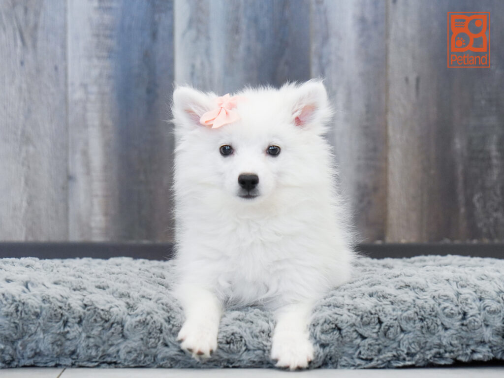 Heidi - American Eskimo Dog