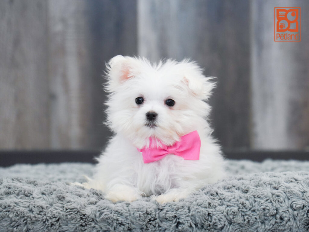 Monroe - Maltese