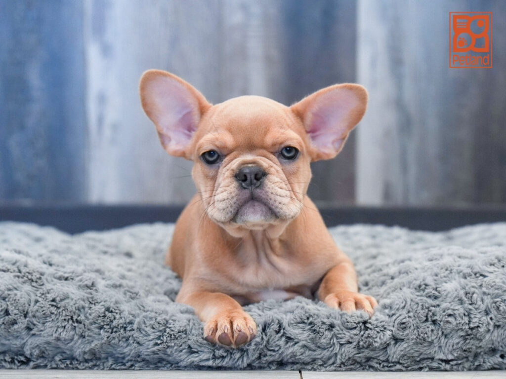 Ophelia - French Bulldog