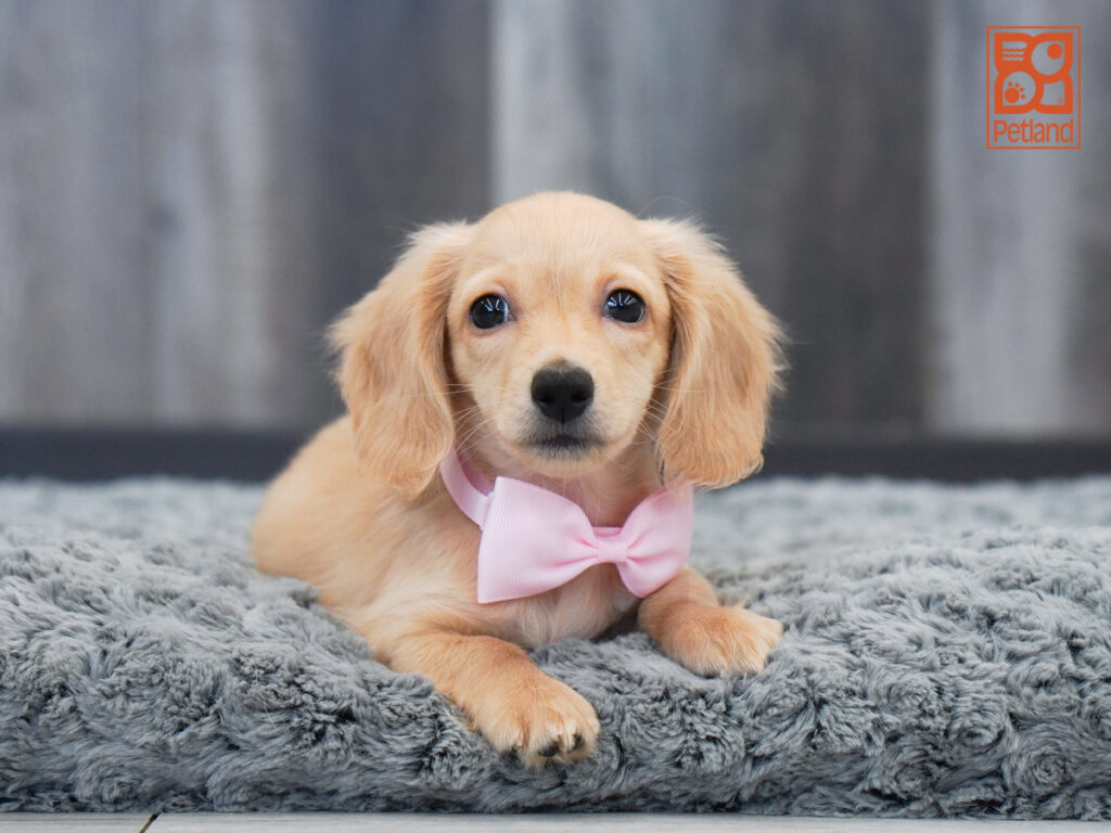 Sheldon - Dachshund