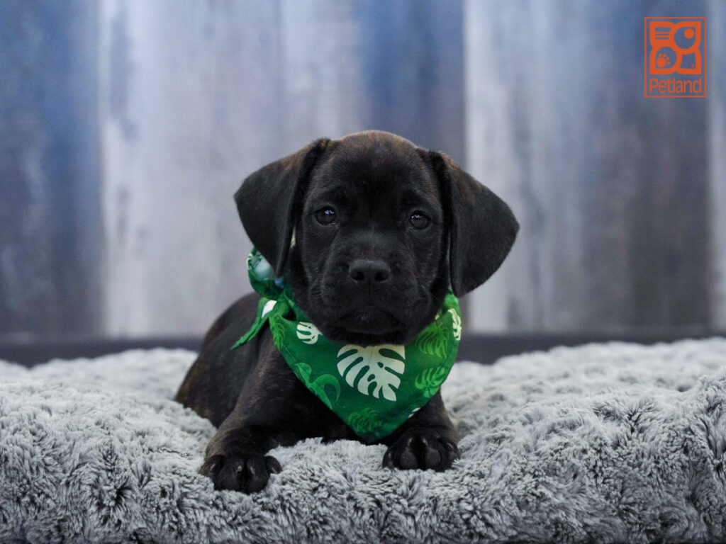 Rufio - French Bulldog/Beagle