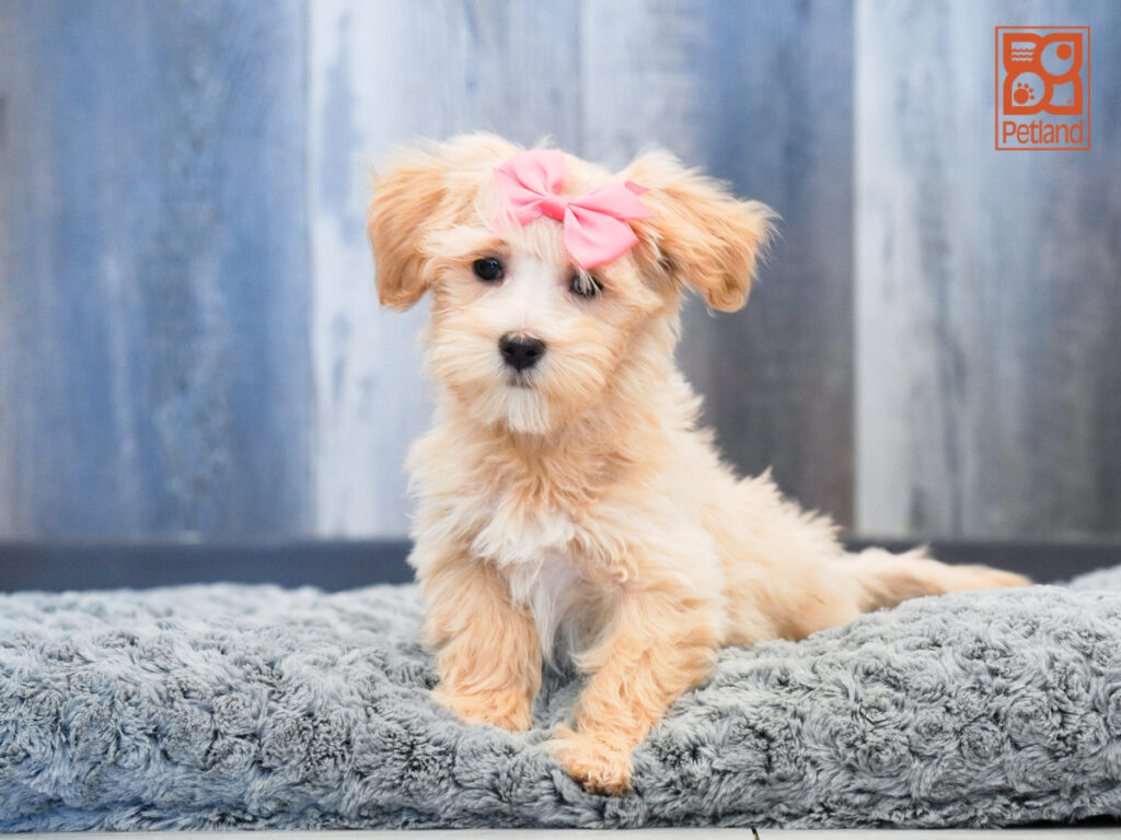 Maybelle - Maltipoo