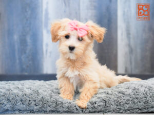 Petland Largo Florida Maltipoo puppy available