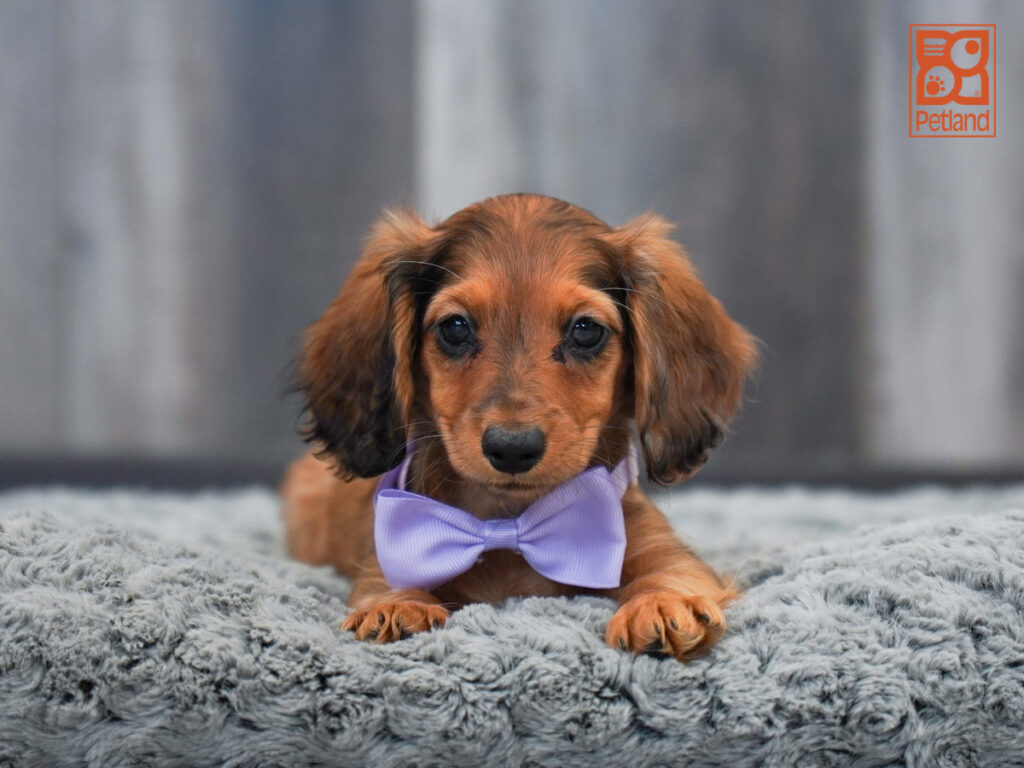 Ellora - Dachshund