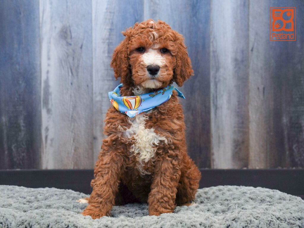 Gideon - Poodle Standard